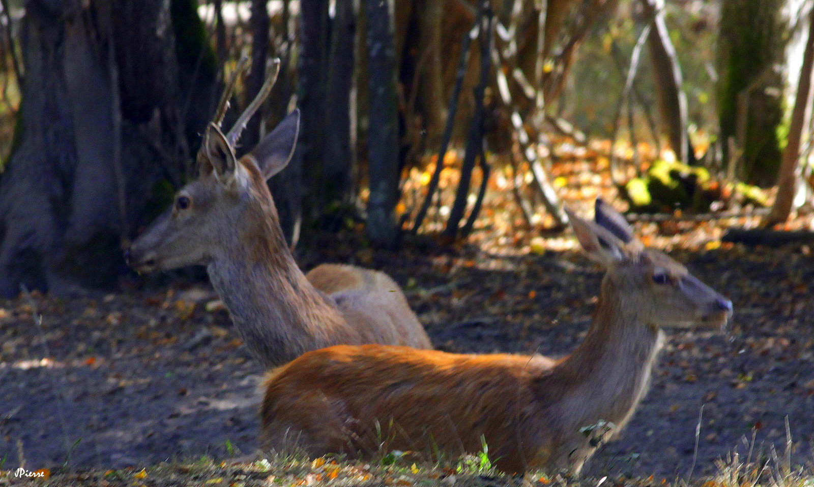Daguet et biche
