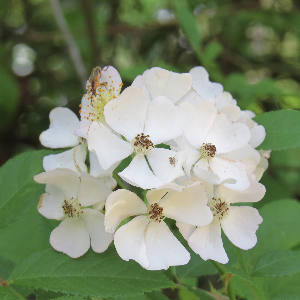 Blackberry flowers #1