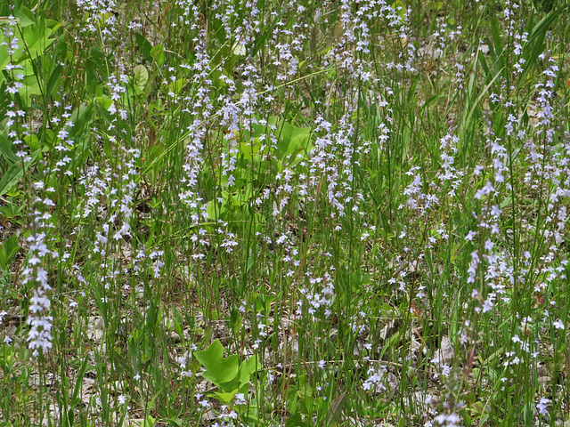 Pale Spiked Lobelia (Lobelia spicata)