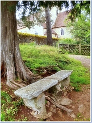 Stone bench under old yew-tree. HBM