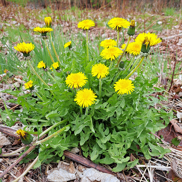 Gewöhnliche Löwenzahn (Taraxacum sect. Ruderalia; früher Taraxacum officinale L.)