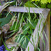 20230518 0136CPw [D~LIP] Taube Trespe (Bromus sterilis), Bad Salzuflen