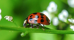 20240607 0340CPw [D~LIP] Asiatischer Marienkäfer (Harmona axyridis), BS