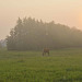 two amigos in fog