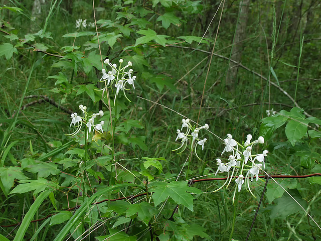 Platanthera integrilabia (White Fringeless orchid)