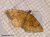 1742 Camptogramma bilineata ssp. hibernica (Yellow Shell)