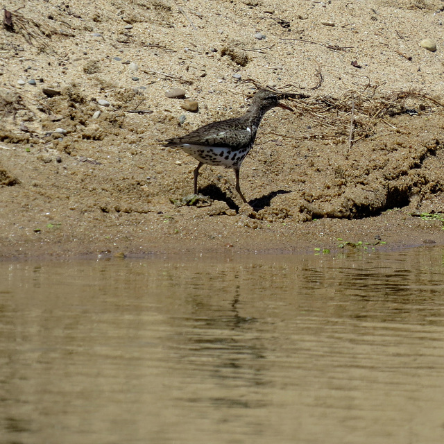 Spotted sandpiper