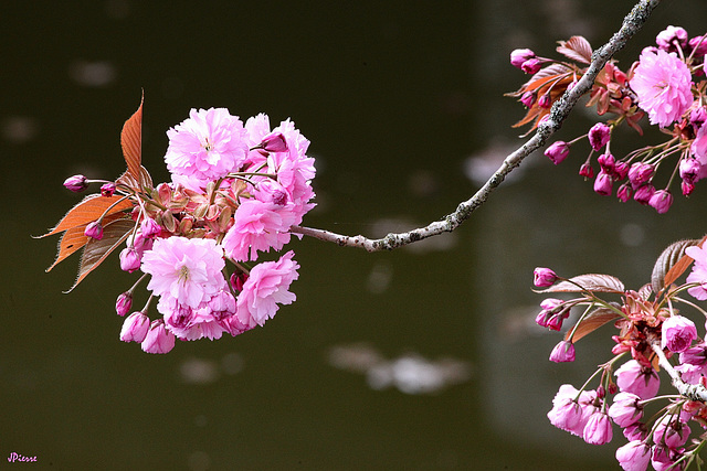 Prunus au début de la floraison