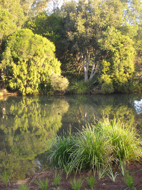 WaterBirdPark 0619 5165