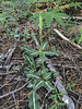 Goodyera oblongifolia (Giant Rattlesnake Plantain orchid)