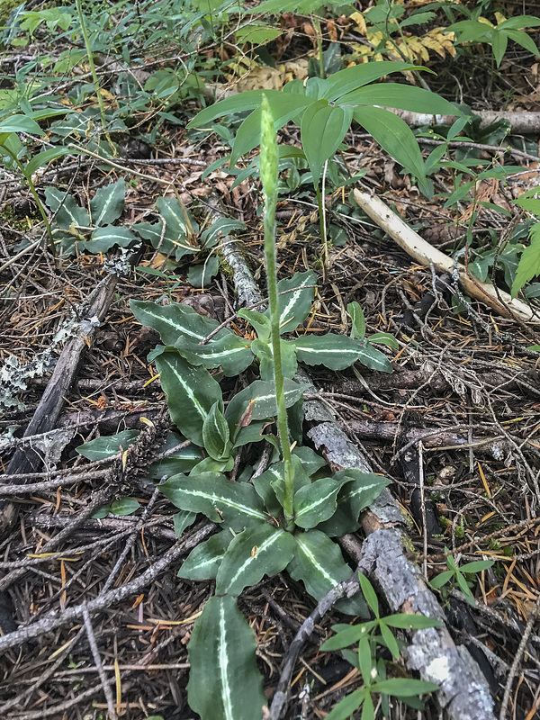 Goodyera oblongifolia (Giant Rattlesnake Plantain orchid)