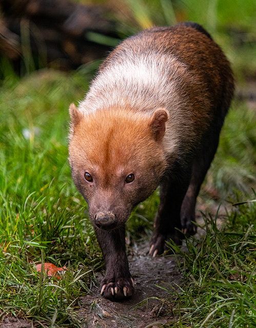 Bush dog