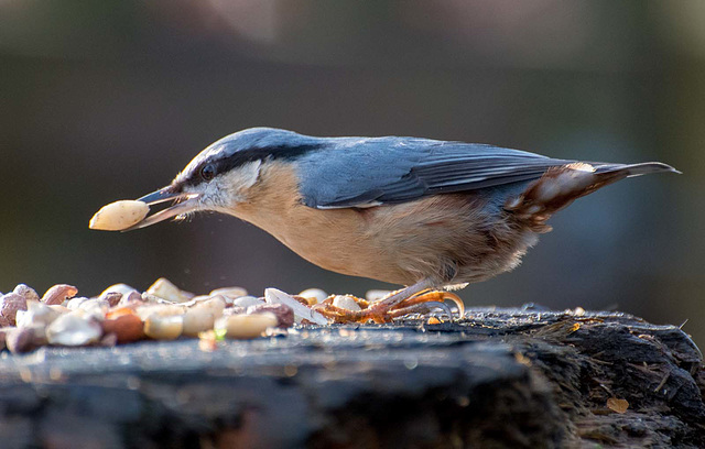 Nuthatch20