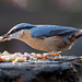 Nuthatch20