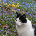 Kitty in a field of blue flowers (Explored)