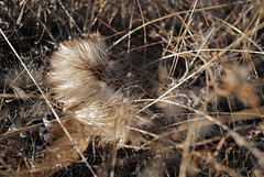 Cynara algarbiensis, Penedos, Thirsty Land Poetry