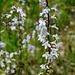 Pale Spiked Lobelia (Lobelia spicata)