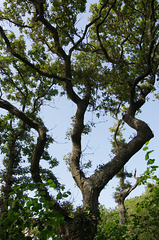 Angular Oak, Salterns Way