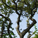 Angular Oak, Salterns Way