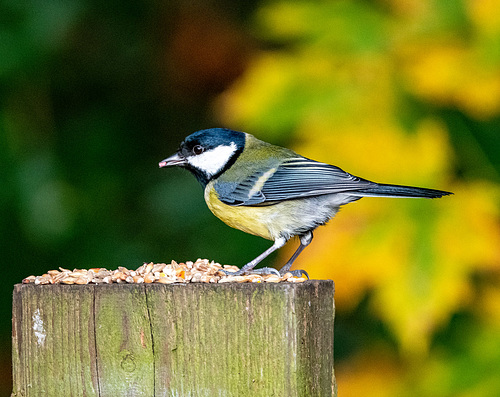 Great tit