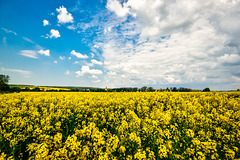 2023-05.15. - Rapsblüte in Heiningen