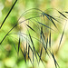 20230518 0137CPw [D~LIP] Taube Trespe (Bromus sterilis), Bad Salzuflen
