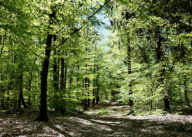 Das frische Grün im Wernerwald Das frische Grün im Wernerwald