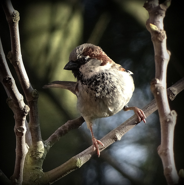 Moineau Domestique