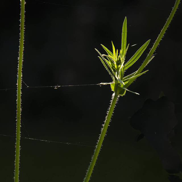 Knautia macedonica