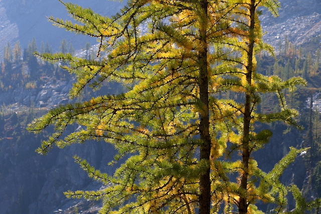 Larches at Heather Pass