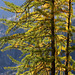 Larches at Heather Pass