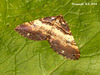 1746 Anticlea badiata (Shoulder Stripe)