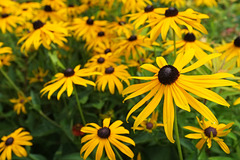 Rudbeckias