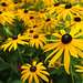 Rudbeckias