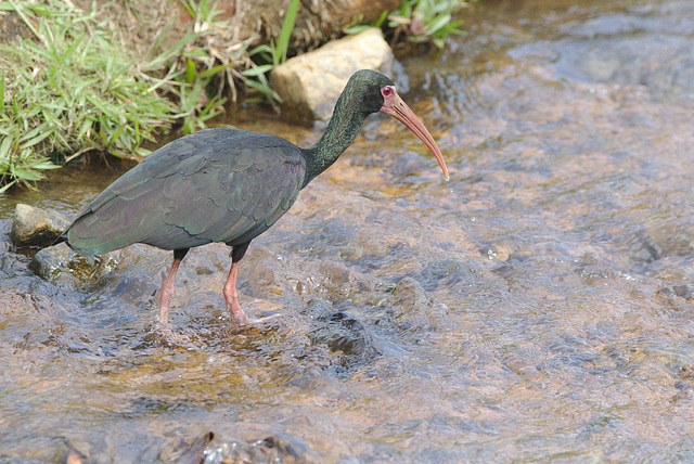 Black ibis EF7A6714