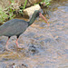 Black ibis EF7A6714