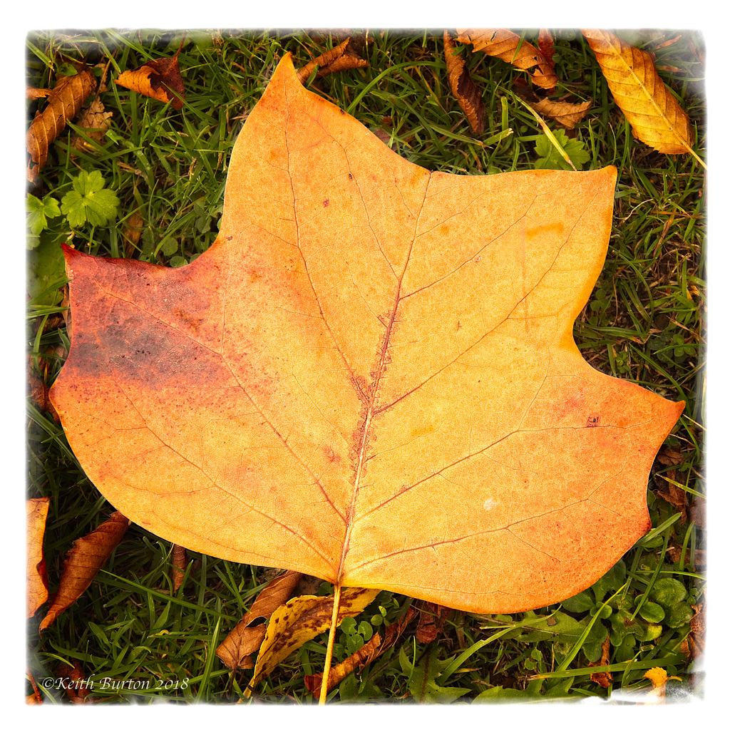 Fallen Leaf