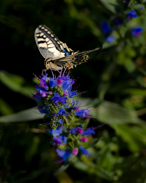 Mariposa Papilio machaon