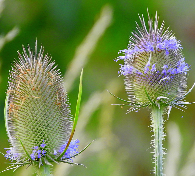 Dipsacus a lot of there