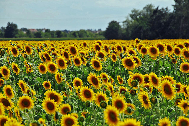 Sonnenblumenfeld