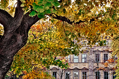 Träumen unter einem alten Ginkgo - Dreaming under an old Ginkgo