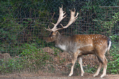 Albania, Llogara, The Spotted Deer