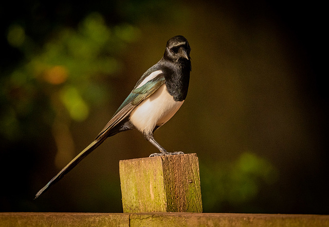Magpie