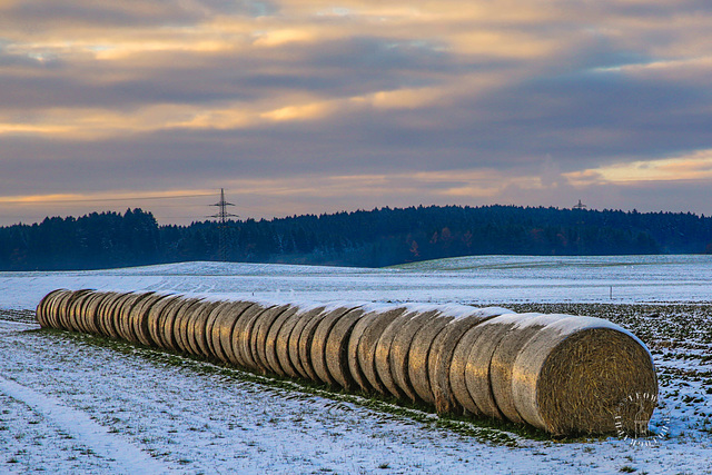 Heuballenschlange ++ hay bale snake