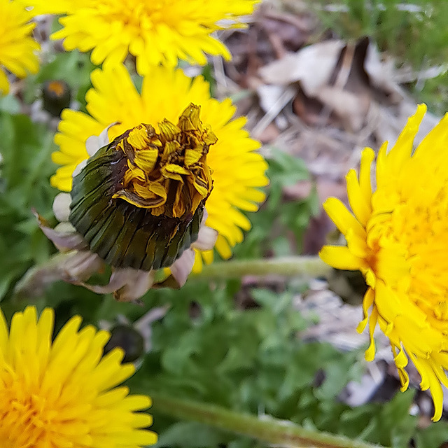 Gewöhnliche Löwenzahn (Taraxacum sect. Ruderalia; früher Taraxacum officinale L.)