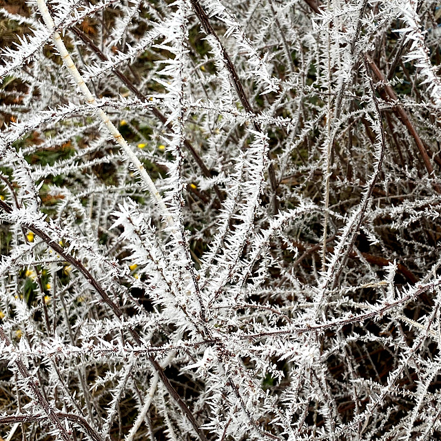 Winter und Winterlinge