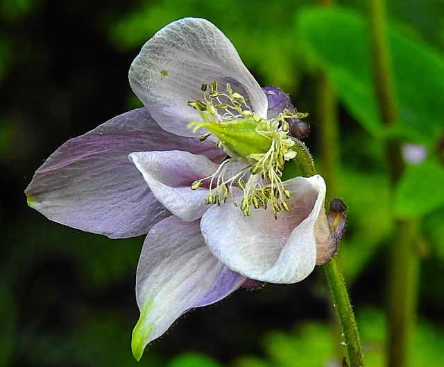20230518 0138CPw [D~LIP] Akelei (Aquilegia vulgaris agg), Bad Salzufle