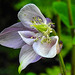 20230518 0138CPw [D~LIP] Akelei (Aquilegia vulgaris agg), Bad Salzufle