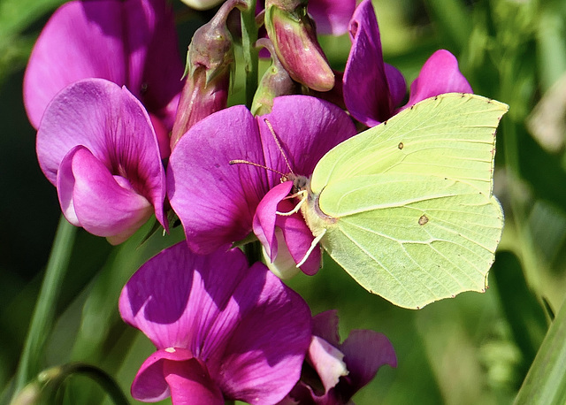 Zitronenfalter auf  Wickenblüte   (pic in pic)