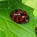 20240607 0345CPw [D~LIP] Asiatischer Marienkäfer (Harmona axyridis), BS